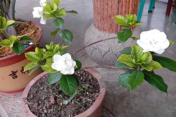 枙子花的花语，寓意永恒的爱与约定等
