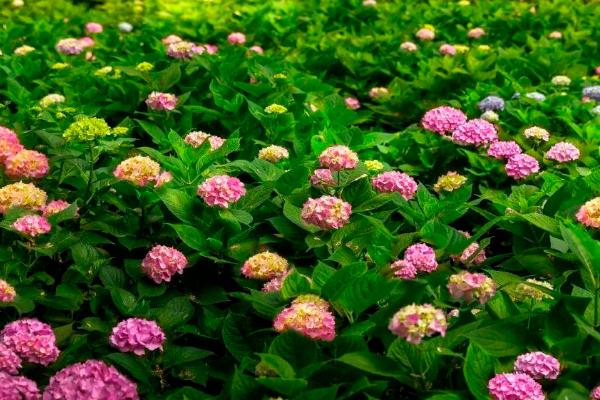 八仙花为什么不开花，主要有修剪不当、施肥不当等4个原因