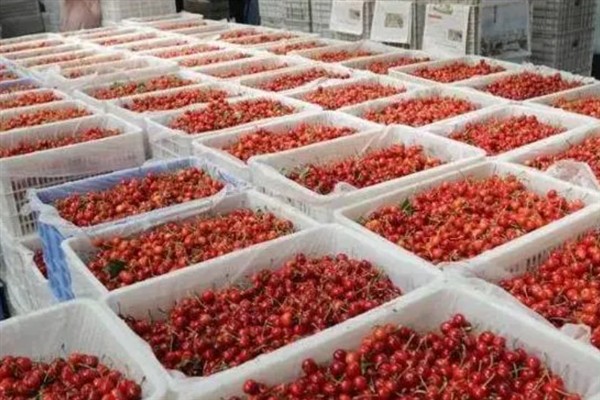 樱桃的存放时间，在常温环境中只能放置7-8天