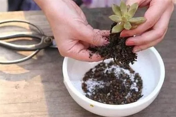 怎么养多肉，要保证充足的光照