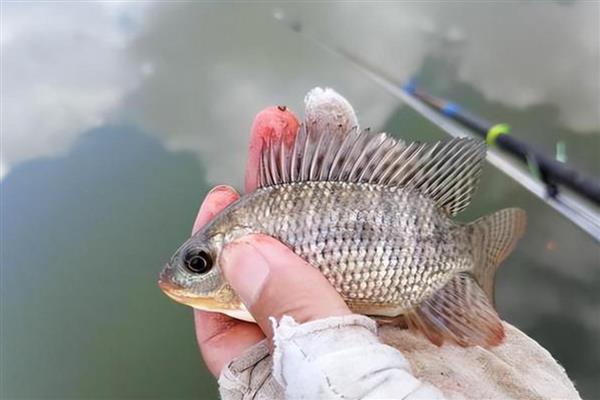 钓罗非鱼要不要使用小药，掺入饵料和窝料中更容易诱鱼