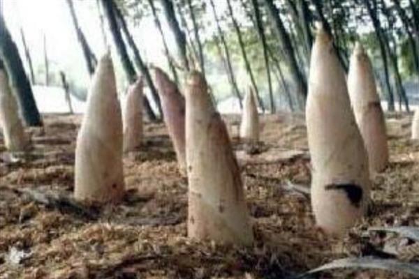 杭州有什么特产，西湖藕粉具有独特的风味