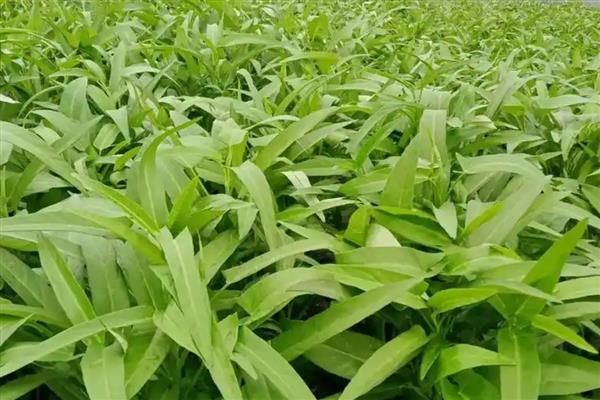 空心菜卷叶的原因，可能是因为感染了空心菜病毒病