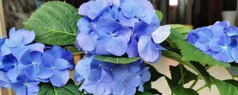 蓝绣球花的象征，寓意温馨浪漫、团圆美满等