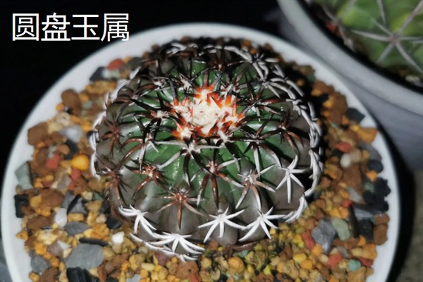 仙人球有什么花语，代表坚强、孤独、外刚内柔等含义