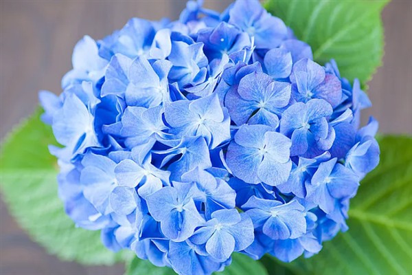蓝绣球花的象征，寓意温馨浪漫、团圆美满等