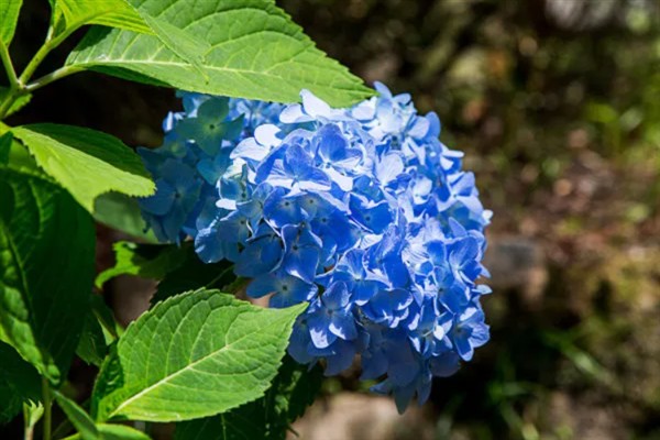 蓝绣球花的象征，寓意温馨浪漫、团圆美满等