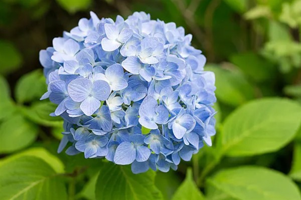 蓝绣球花的象征，寓意温馨浪漫、团圆美满等