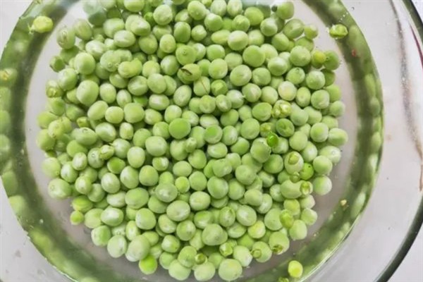 碗豆尖多长时才能掐叶，需达到20-30厘米左右
