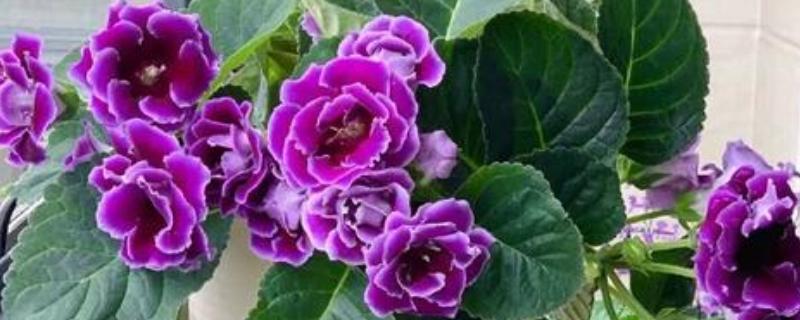 芙蓉花和牡丹的区别是什么，种属和形态均不同