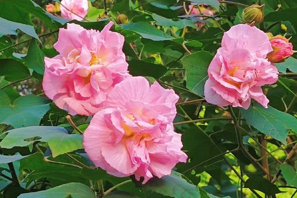 芙蓉花和牡丹的区别是什么，种属和形态均不同