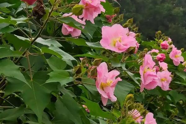 芙蓉花和牡丹的区别是什么，种属和形态均不同