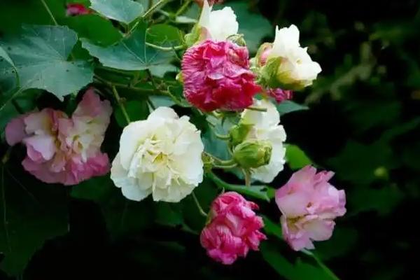 芙蓉花和牡丹的区别是什么，种属和形态均不同