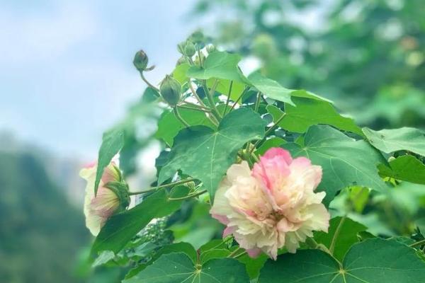 芙蓉花和牡丹的区别是什么，种属和形态均不同