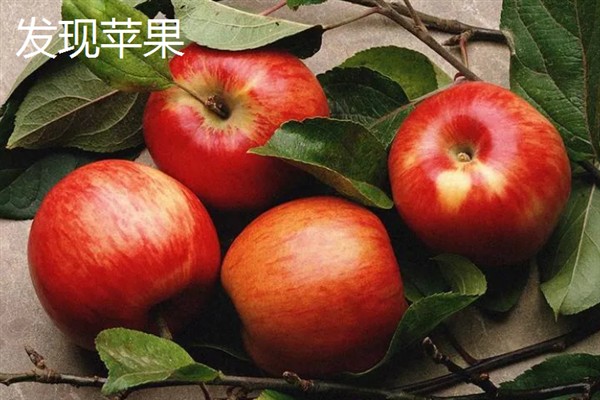 苹果有什么品种，红富士、黄元帅等品种很常见