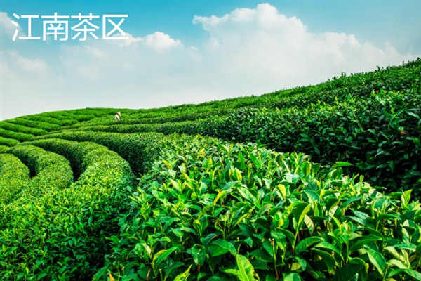 中国的茶叶的产地，主要有西南茶区、江南茶区等