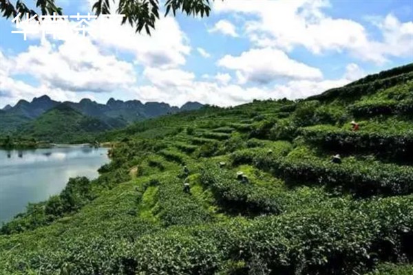 中国的茶叶的产地，主要有西南茶区、江南茶区等