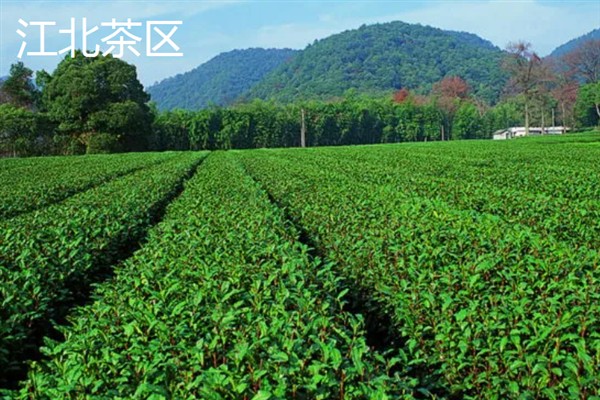 中国的茶叶的产地，主要有西南茶区、江南茶区等