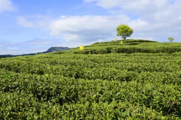 中国的茶叶的产地，主要有西南茶区、江南茶区等