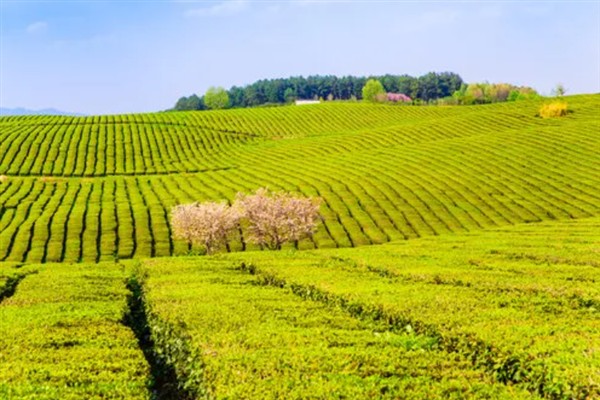 中国的茶叶的产地，主要有西南茶区、江南茶区等