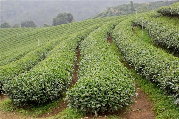 中国的茶叶的产地，主要有西南茶区、江南茶区等