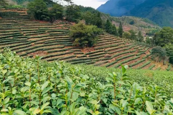 中国的茶叶的产地，主要有西南茶区、江南茶区等