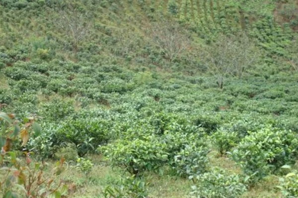 中国的茶叶的产地，主要有西南茶区、江南茶区等