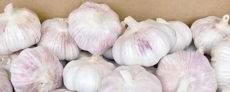 双季大蒜栽培技术要点，要力争早播