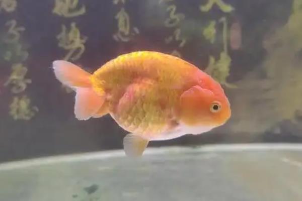 鱼全身像裹上了米粉怎么办，将病鱼放到碱性水体的缸中