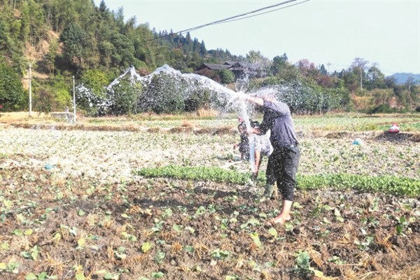 春天能不能移栽油菜苗，种植40-50天后便可移栽