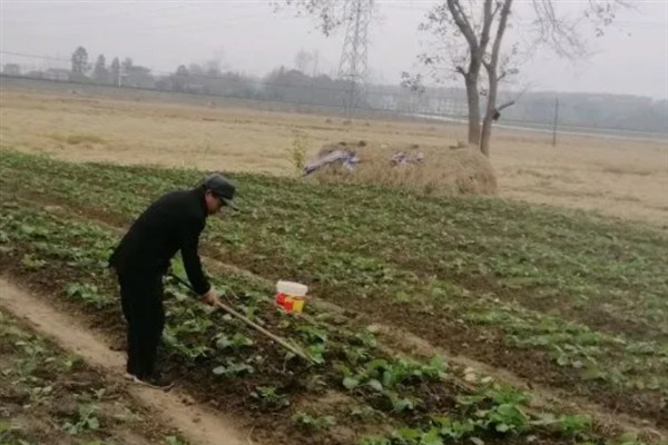 春天能不能移栽油菜苗，种植40-50天后便可移栽