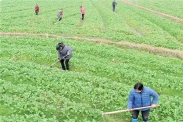 春天能不能移栽油菜苗，种植40-50天后便可移栽