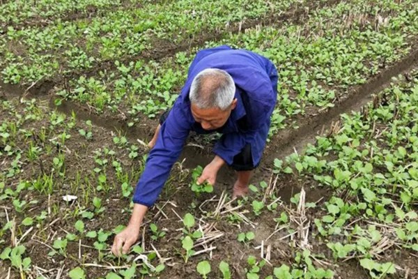 春天能不能移栽油菜苗，种植40-50天后便可移栽