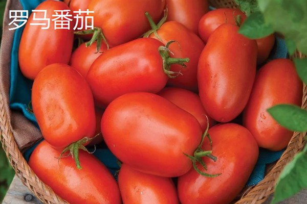 西红柿有什么品种，樱桃番茄、罗马番茄等品种很常见