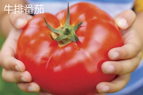 西红柿有什么品种，樱桃番茄、罗马番茄等品种很常见