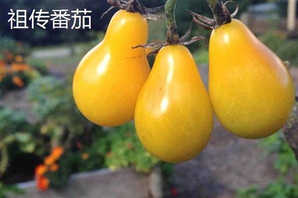 西红柿有什么品种，樱桃番茄、罗马番茄等品种很常见