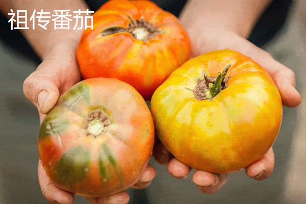 西红柿有什么品种，樱桃番茄、罗马番茄等品种很常见
