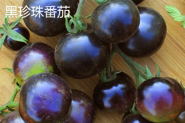 西红柿有什么品种，樱桃番茄、罗马番茄等品种很常见