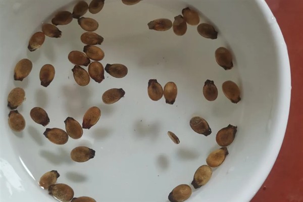 西红柿有什么品种，樱桃番茄、罗马番茄等品种很常见
