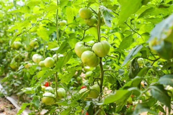 西红柿有什么品种，樱桃番茄、罗马番茄等品种很常见