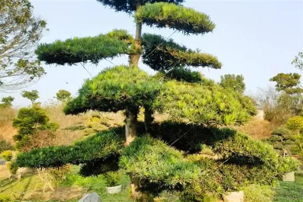 镇宅树推荐，推荐桂树、银杏树等