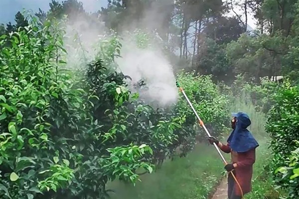 十月份对柑橘打哪种药，喷施多效唑可以促使秋梢老熟
