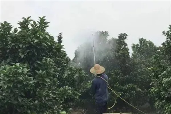 十月份对柑橘打哪种药，喷施多效唑可以促使秋梢老熟