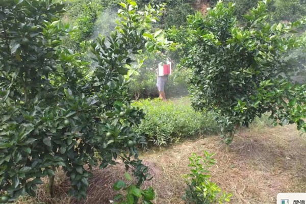 十月份对柑橘打哪种药，喷施多效唑可以促使秋梢老熟