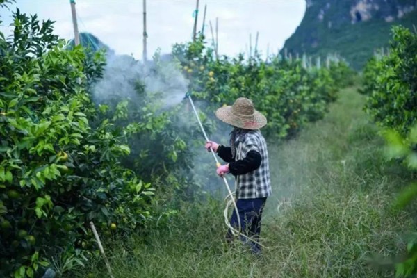 十月份对柑橘打哪种药，喷施多效唑可以促使秋梢老熟