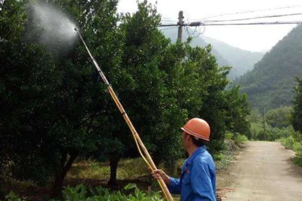 十月份对柑橘打哪种药，喷施多效唑可以促使秋梢老熟