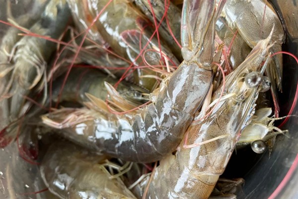 选购对虾的方法，头身紧密连接、外表有光泽的对虾比较新鲜