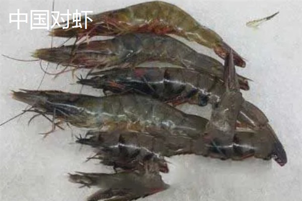 选购对虾的方法，头身紧密连接、外表有光泽的对虾比较新鲜