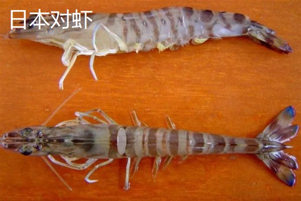 选购对虾的方法，头身紧密连接、外表有光泽的对虾比较新鲜