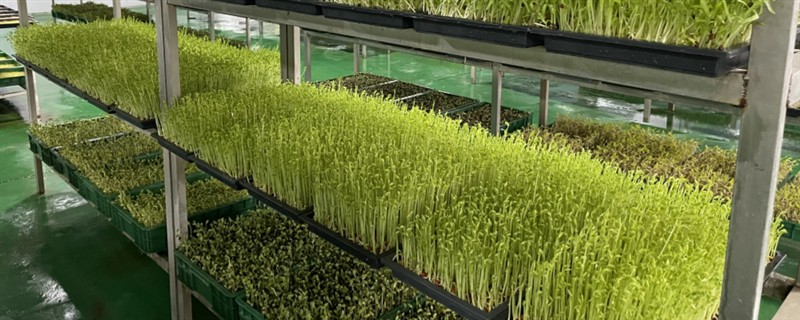 芽苗菜种植的生产环境，可选在塑料大棚、日光温室等